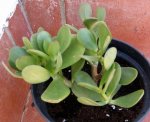 Crassula Ovata.JPG