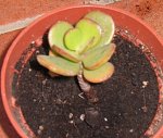 Crassula Ovata_Crosby Compact.JPG