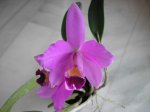 Image00003.jpg