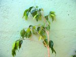 Imagen 016.jpg