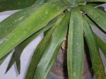 DSCF1487.JPG