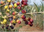 arbequina(aceituna).jpg