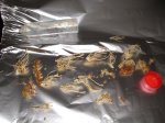 Cyprip. calceolus & daxtyl.maculata 260307 004.jpg