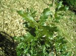 Quercus rhysophylla (Small).JPG