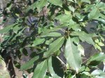 Quercus glauca (Small).JPG