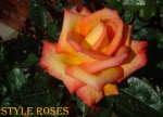 Shaila's Perfume (Floribunda).jpg
