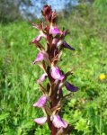 Orchis_collina[1].jpg