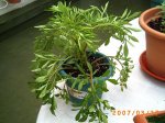 PICT0027.jpg