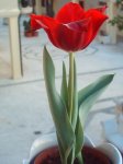 tulipán 27-03-07.jpg