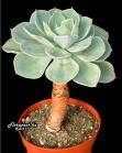 Echeveria Gibbiflora.jpg