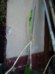 ORQUIDEAS 305A.JPG