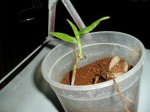 ORQUIDEAS 32463A.JPG