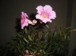 calystegia soldanella¿¿.JPG