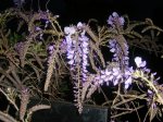 morada racimo.JPG