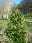 Calocedrus decurrens (Medium).JPG