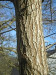 Acer campestre (Medium).JPG