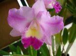 DSC00911.JPG