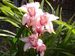 DSC00917.JPG