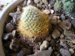 Echicopsis chistinae.jpg