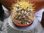 Melocactus SP-600.jpg