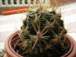 Parodia submammulosa-600.jpg