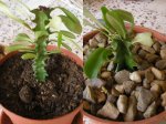 Euphorbia Trigona-600.jpg