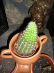 plantas 024.1.JPG
