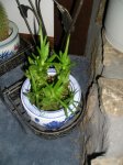 plantas 025.1.JPG
