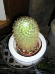 plantas 027.1.JPG