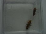 Dsc04002.jpg