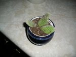 plantas 031.1.JPG