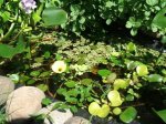 amapola de agua.jpg