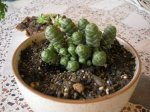 43 Crassula Teres.jpg