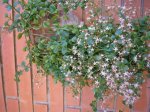 143 Crássula cordata.JPG