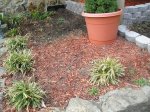 plantas 012.1.JPG