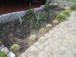 plantas 014.1.JPG