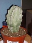 cactus desconocido.jpg