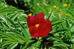Peonia_officinalis.jpg