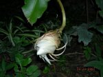 Imagen 005.jpg
