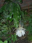 Imagen 015.jpg