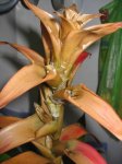 guzmania1.jpg