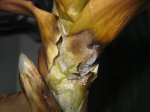 guzmania2.jpg