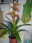 guzmania3.jpg