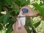 huerta 010.jpg