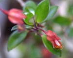 Nematanthus-Tropicana.jpg