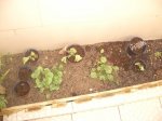 violetas y esquejes geranios.JPG