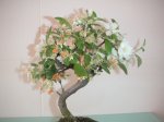 manzano 005.jpg