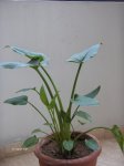 Plantas 006.jpg
