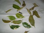 plantas 015.1.JPG