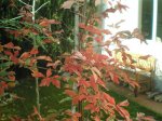 Acer griseum 1 (Small).JPG